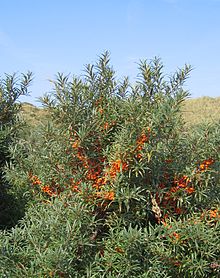 common sea buckthorn